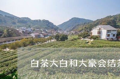 白茶大白和大豪会结茶籽吗/2023041387280