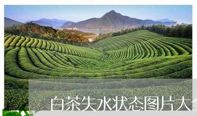 白茶失水状态图片大全大图/2023041363925