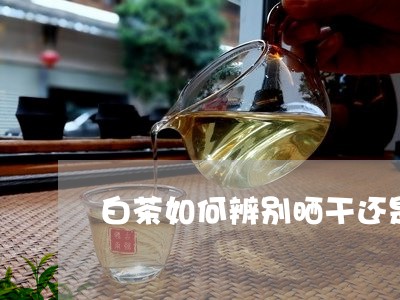 白茶如何辨别晒干还是烘干/2023041029281