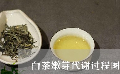 白茶嫩芽代谢过程图解步骤/2023041410383