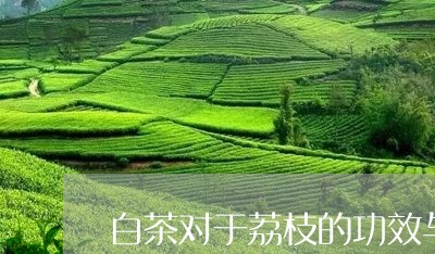 白茶对于荔枝的功效与作用/2023041160501