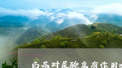 白茶对尿酸高有作用吗百度/2023041194926