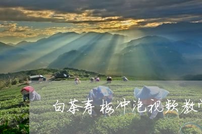 白茶寿梅冲泡视频教学大全/2023041471816