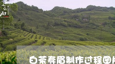 白茶寿眉制作过程图片视频/2023041162504