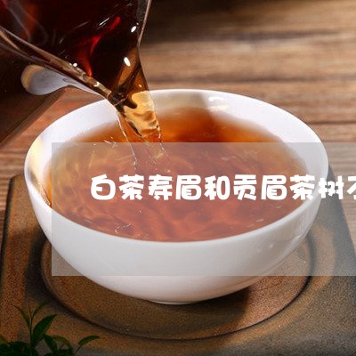 白茶寿眉和贡眉茶树不同吗/2023041123048