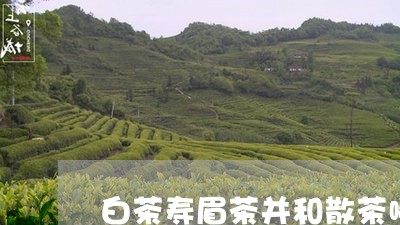 白茶寿眉茶并和散茶哪个好/2023041105147