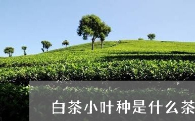 白茶小叶种是什么茶叶品种/2023041110927