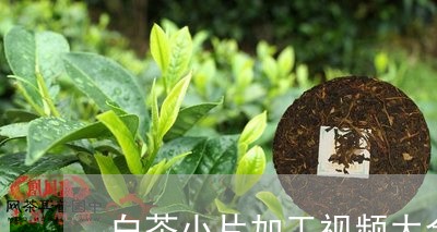 白茶小片加工视频大全窍门/2023041166264