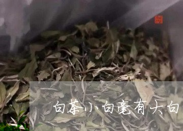 白茶小白毫有大白毫是什么/2023041192926