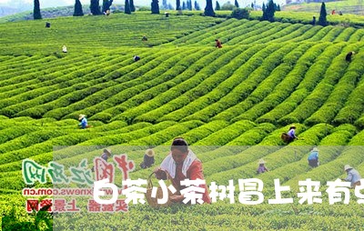 白茶小茶树冒上来有点焦头/2023041176370