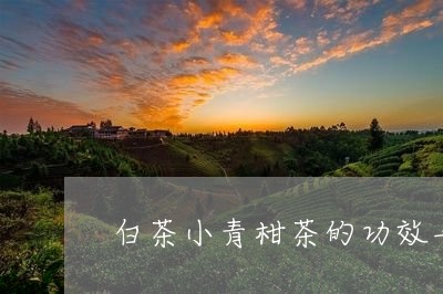 白茶小青柑茶的功效与作用/2023041481704