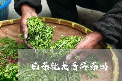 白茶就是普洱茶吗/2023040965938