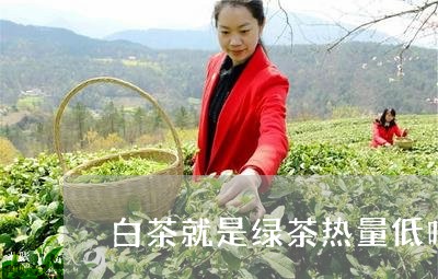 白茶就是绿茶热量低吗/2023041175381