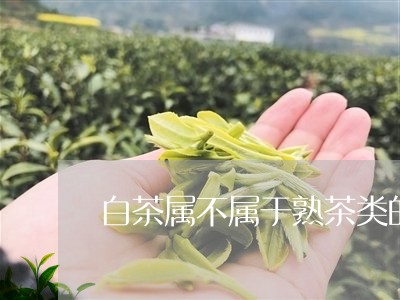 白茶属不属于熟茶类的产品/2023041183836