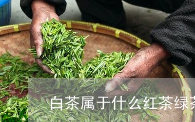 白茶属于什么红茶绿茶类型/2023041022046