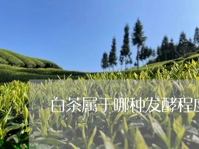 白茶属于哪种发酵程度的茶/2023041429292