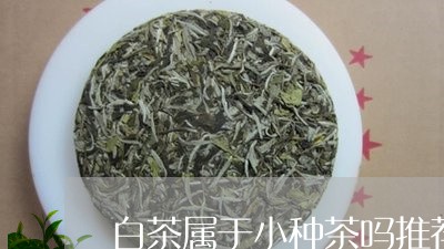 白茶属于小种茶吗推荐/2023041432936