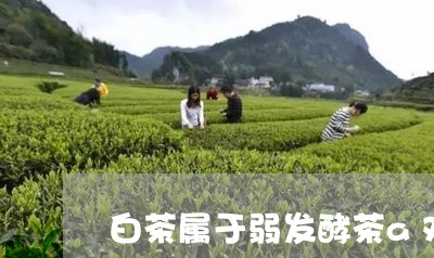 白茶属于弱发酵茶a对b错/2023041189603