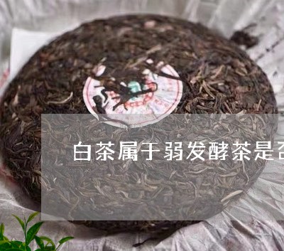 白茶属于弱发酵茶是否正确/2023041462714