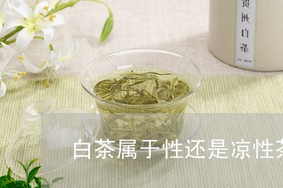 白茶属于性还是凉性茶吗/2023041447168