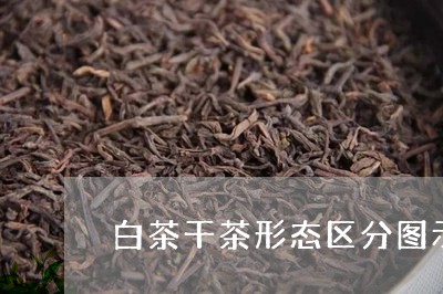 白茶干茶形态区分图示大全/2023041146139