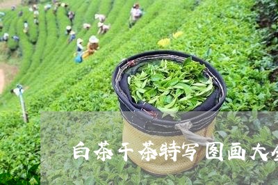 白茶干茶特写图画大全大图/2023041441806