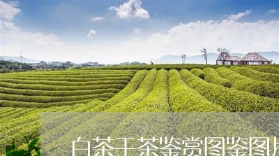 白茶干茶鉴赏图鉴图片高清/2023041155927