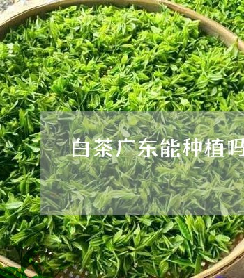 白茶广东能种植吗一年几次/2023041152624