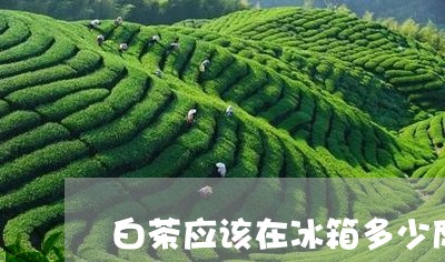 白茶应该在冰箱多少度冷藏/2023041063848