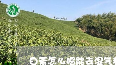 白茶怎么喝能去湿气和寒气/2023041138301