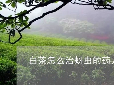 白茶怎么治蚜虫的药方视频/2023041499472