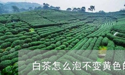 白茶怎么泡不变黄色的茶叶/2023041425167