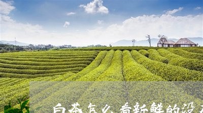 白茶怎么看新鲜的没有熟茶/2023041082626