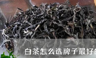 白茶怎么选牌子最好的茶叶/2023041302847