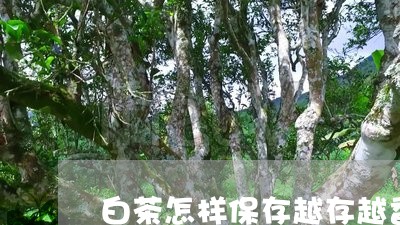 白茶怎样保存越存越香更好/2023041004159