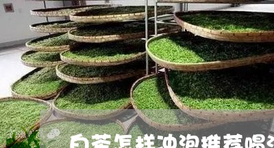 白茶怎样冲泡推荐喝法图解/2023041048383