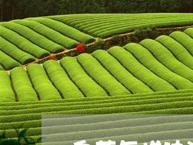 白茶怎样冲泡推荐喝的茶叶/2023041066169