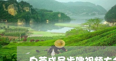 白茶成品步骤视频大全图片/2023041077491