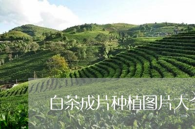 白茶成片种植图片大全大图/2023041078250