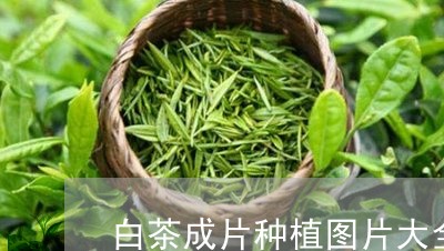 白茶成片种植图片大全视频/2023041405737