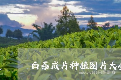 白茶成片种植图片大全高清/2023041051817