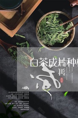 白茶成片种植图片欣赏大全/2023041090393