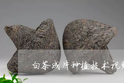 白茶成片种植技术视频教学/2023041097382