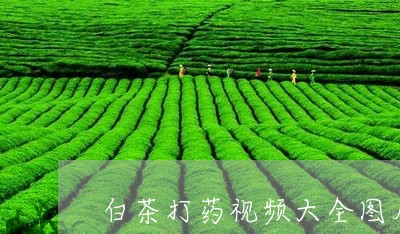 白茶打药视频大全图片欣赏/2023041105047