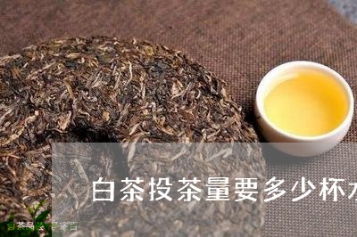 白茶投茶量要多少杯水才好/2023041174057