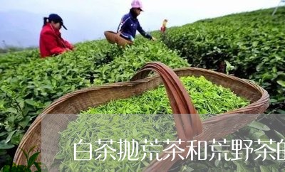 白茶抛荒茶和荒野茶的区别/2023041100714