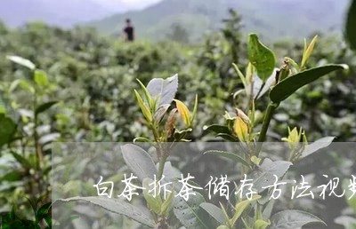 白茶拆茶储存方法视频教学/2023041473824