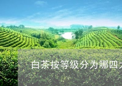 白茶按等级分为哪四大类型/2023041152504