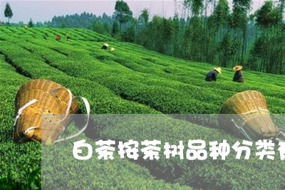 白茶按茶树品种分类有哪些/2023041143805