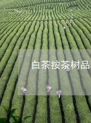 白茶按茶树品种区分哪几类/2023041454738